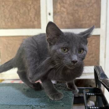 Peeky -  American Shorthair Cat for Adoption in Glenelg, Maryland - Peeky | PetCurious