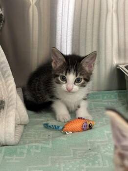 Charm -  Domestic Short Hair Cat for Adoption in Schenectady, New York - Charm | PetCurious