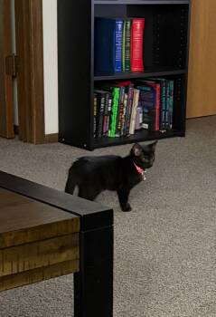 Domestic Short Hair Cats Available for Adoption in Akron, Ohio - Olive | PetCurious