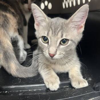 Domestic Short Hair Cats Available for Adoption in Edinburg, Texas - Silver | PetCurious