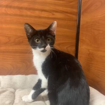 Opal -  Domestic Short Hair Cat for Adoption in Port Jefferson Station, New York - Opal | PetCurious