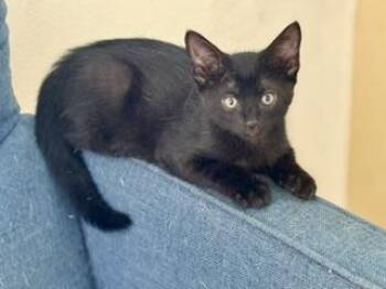 Beans -  Domestic Short Hair Cat for Adoption in Mettawa, Illinois - Beans | PetCurious