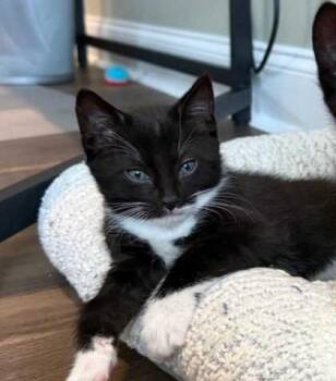 Jimmy -  Domestic Short Hair Cat for Adoption in East Amwell Township, New Jersey - Jimmy | PetCurious