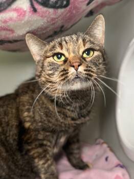 Rescue Domestic Short Hair Cats for Adoption in Menomonie, Wisconsin - Doris | PetCurious
