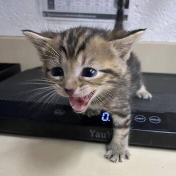 Domestic Short Hair Cats Available for Adoption in Ardmore, Oklahoma - Hurricane | PetCurious