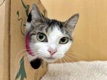 Domestic Short Hair Cats Available for Adoption in Brentwood, Missouri - ROSIE | PetCurious