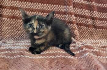 American Shorthair Cats Available for Adoption in Tampa, Florida - Sheba | PetCurious