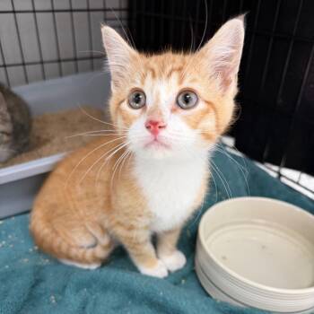 Supra -  Domestic Short Hair Cat for Adoption in Detroit Lakes, Minnesota - Supra | PetCurious