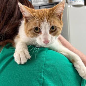 Domestic Short Hair Cats Available for Adoption in Canton, Illinois - Pops | PetCurious