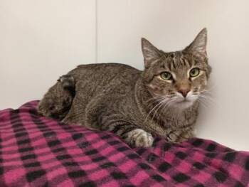 Domestic Short Hair Cats Available for Adoption - Albert | PetCurious