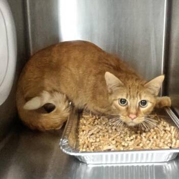 IVHS-Stray-141175 -  Domestic Short Hair Cat for Adoption in San Gabriel, California - IVHS-Stray-141175 | PetCurious