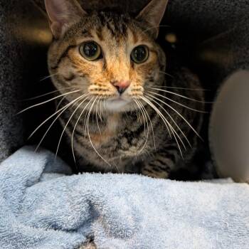 Left -  American Shorthair Cat for Adoption in Pasadena, California - Left | PetCurious