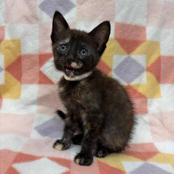 Miley -  Domestic Short Hair Cat for Adoption in West Point, Mississippi - Miley | PetCurious