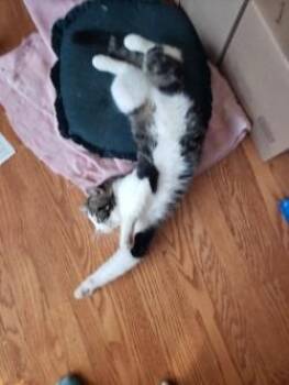 Domestic Short Hair Cats Available for Adoption in Winnipeg, Manitoba - Malcolm Whisker-son | PetCurious