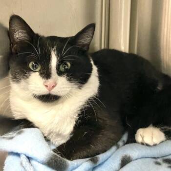 Domestic Short Hair Cats Available for Adoption in Salt Lake City, Utah - Gunther | PetCurious