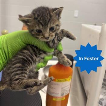 MONICA -  Domestic Short Hair Cat for Adoption in Indianapolis, Indiana - MONICA | PetCurious
