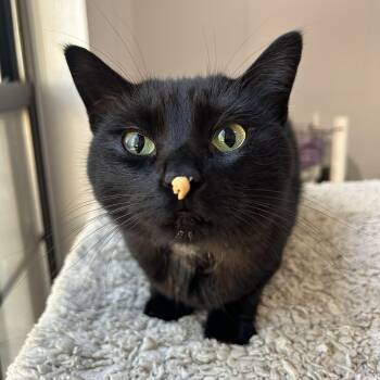 Heidi -  Domestic Short Hair Cat for Adoption in Lansing, Michigan - Heidi | PetCurious