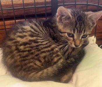 Miles -  Domestic Short Hair Cat for Adoption in Saint Clairsville, Ohio - Miles | PetCurious