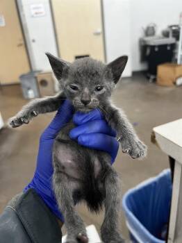 SKITTLES -  Domestic Medium Hair Cat for Adoption in Dallas, Texas - SKITTLES | PetCurious