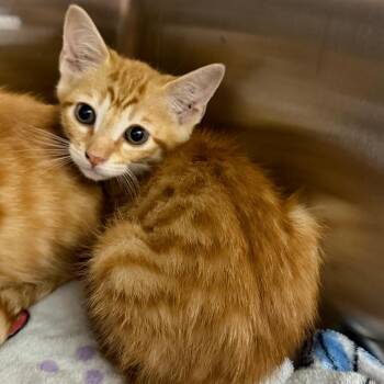 Aldi -  Domestic Short Hair Cat for Adoption in Morganton, North Carolina - Aldi | PetCurious