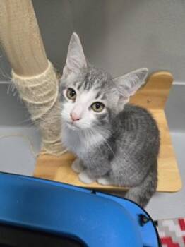 Comet 293-26 -  Domestic Short Hair Cat for Adoption in Cumming, Georgia - Comet 293-26 | PetCurious