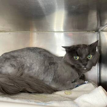 Ashley -  Domestic Long Hair Cat for Adoption in Roanoke, Virginia - Ashley | PetCurious