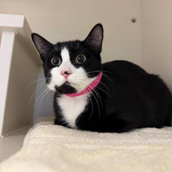 Domestic Short Hair Cats Available for Adoption - Lotus | PetCurious