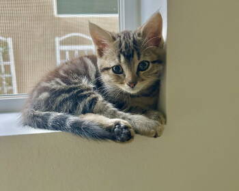 Rescue Tabby and Domestic Short Hair Cats for Adoption in Laguna Niguel, California - Big Back | PetCurious
