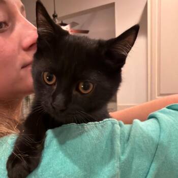 Morticia -  Domestic Short Hair Cat for Adoption in Harrisonburg, Virginia - Morticia | PetCurious
