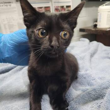 Cady -  Domestic Short Hair Cat for Adoption in Summerville, South Carolina - Cady | PetCurious