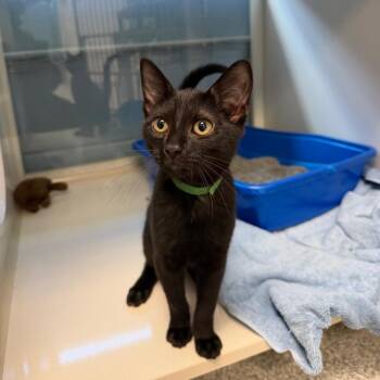 Snowball -  Domestic Short Hair Cat for Adoption in East Hanover, New Jersey - Snowball | PetCurious