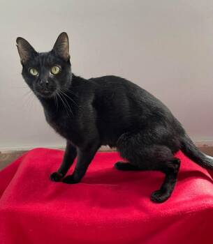 Domestic Short Hair Cats Available for Adoption in Clarksville, Tennessee - Lord Farquaad | PetCurious