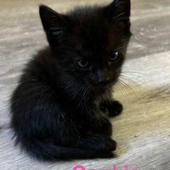 American Shorthair Cats Available for Adoption in Paulina, Louisiana - Cookie | PetCurious