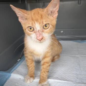Cheddar - The Cuddly Kitty -  Tabby Cat for Adoption in Carolina, Carolina - Cheddar - The Cuddly Kitty | PetCurious