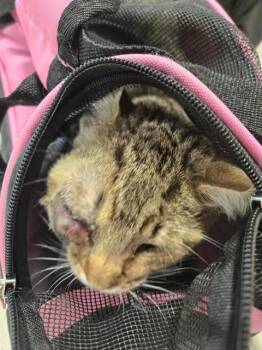 Domestic Short Hair Cats Available for Adoption - EARTHA KITTY | PetCurious