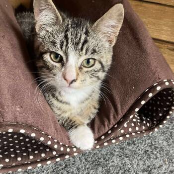 Rescue Domestic Short Hair Cats for Adoption in Ferndale, Washington - Beans | PetCurious