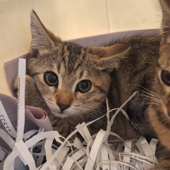 Rescue Domestic Short Hair Cats for Adoption in Montgomery, Alabama - Briar | PetCurious