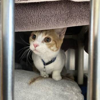 Willow -  Domestic Short Hair Cat for Adoption in Dover, New Hampshire - Willow | PetCurious