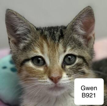 Domestic Short Hair Cats Available for Adoption in Morganton, North Carolina - Gwen | PetCurious