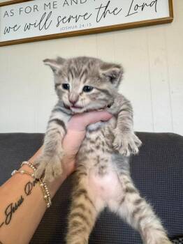 Domestic Short Hair Cats Available for Adoption in Shawnee, Oklahoma - Chewie | PetCurious