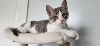 Dom -  Domestic Short Hair Cat for Adoption in Greensboro, North Carolina - Dom | PetCurious