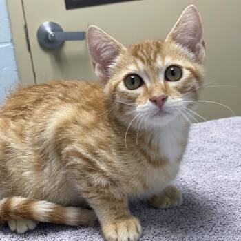 Sunkissed -  Domestic Short Hair Cat for Adoption in Riverside, California - Sunkissed | PetCurious