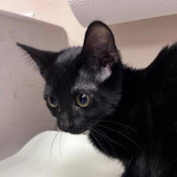 Chirp -  Domestic Short Hair Cat for Adoption in Goleta, California - Chirp | PetCurious