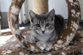 Rescue American Shorthair Cats for Adoption in Urbana, Ohio - Boots | PetCurious