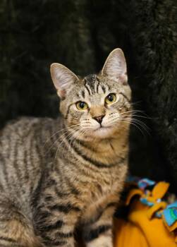 Rescue Domestic Short Hair Cats for Adoption in London, Ontario - Tommy Boy And Bagel | PetCurious