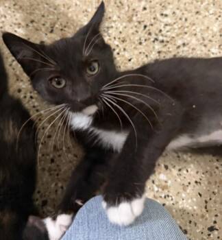 Cannoli Delights -  Tuxedo and Domestic Short Hair Cat for Adoption in Chandler, Arizona - Cannoli Delights | PetCurious