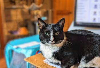 Rescue Domestic Short Hair Cats for Adoption - Polly | PetCurious