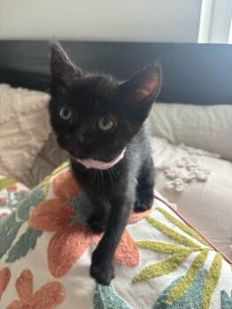 Pinky -  Domestic Short Hair Cat Available for Adoption in Treasure Island, Florida - Pinky | PetCurious