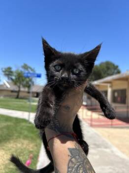 Shadow -  Domestic Medium Hair Cat for Adoption in Victorville, California - Shadow | PetCurious