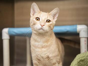 LEONARDO -  Domestic Short Hair Cat for Adoption in Phoenix, Arizona - LEONARDO | PetCurious